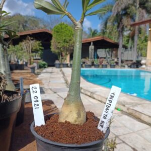 2209 21 Rosa do Deserto Criptonita