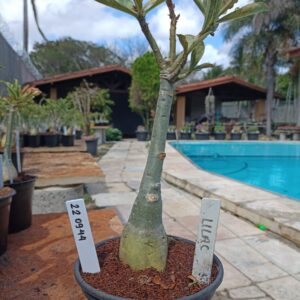 2209 44 Rosa do Deserto Lilac