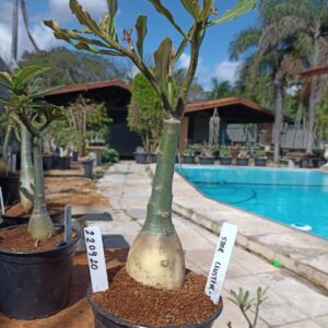 2209 20 Rosa do Deserto Star Cluster 2