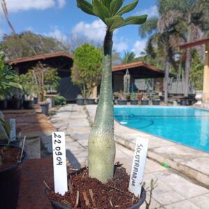 2209 04 Rosa do Deserto Socotranum