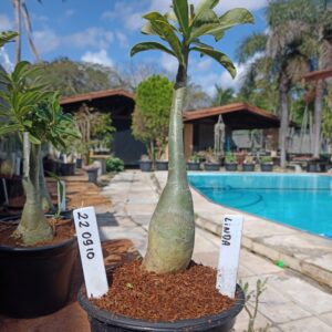 2209 10 Rosa do Deserto Linda