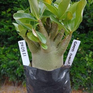 2409 21 Arabicum Godji Champ - F2 12 meses