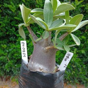 2409 25 Arabicum Odin - F2 12 meses