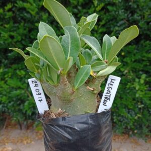 2409 17 Arabicum Megatron - F2 12 meses