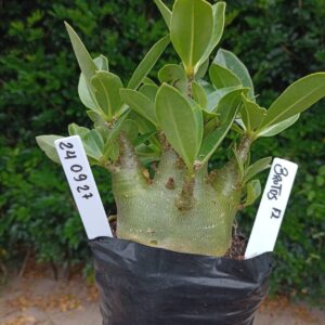 2409 27 Arabicum Brutos - F2 12 meses