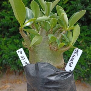 2409 19 Arabicum Triceraptor  - F2 12 meses