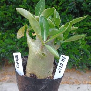 2409 04 Arabicum Hercules - F2 12 meses