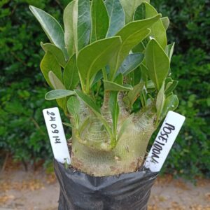 2409 14 Arabicum Poseidon - F2 12 meses