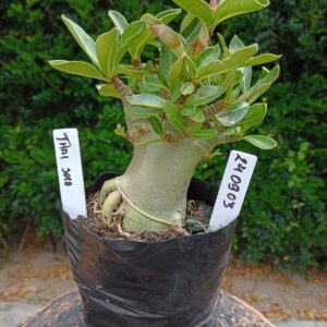 2409 03 Arabicum Thai Soco - F2 12 meses