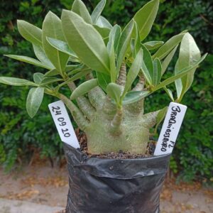 2409 20 Arabicum Braquiossauro - F2 12 meses