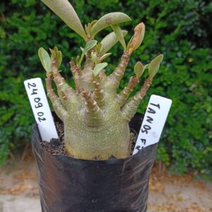 2409 02 Arabicum Tanos - F2 12 meses