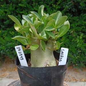 2409 49 Arabicum Sauro - F2 12 meses