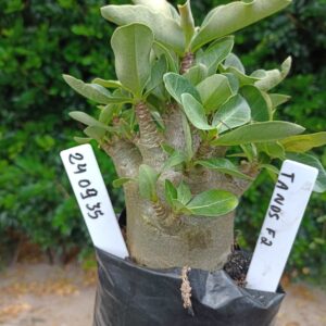 2409 35 Arabicum Tanos  - F2 12 meses