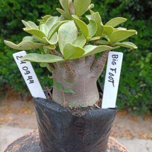 2409 44 Arabicum Big Foot - F2 12 meses