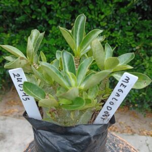 2409 45 Arabicum Megalodonte - F2 12 meses