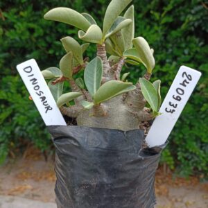 2409 33 Arabicum Dinossaur - F2 12 meses