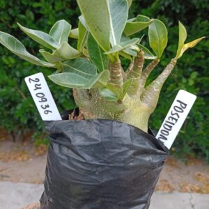 2409 36 Arabicum Poseidon - F2 12 meses