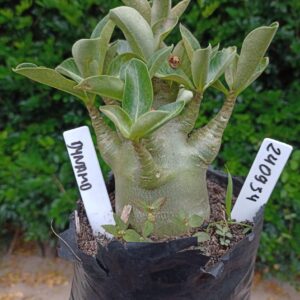 2409 34 Arabicum Dynamo - F2 12 meses