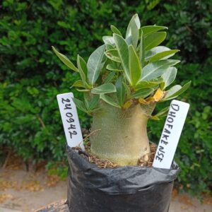 2409 42 Arabicum Dhofarense - F2 12 meses