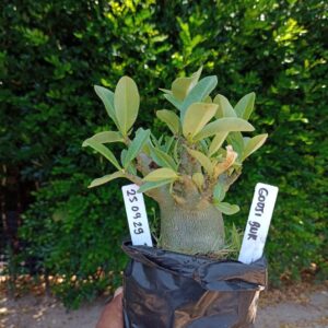 2509 29 Arabicum Godji Bnk - F2 12 meses