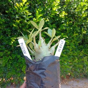 2509 30 Arabicum Poseidon - F2 12 meses