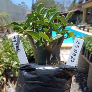 2509 27 Arabicum Tyson - F2 12 meses