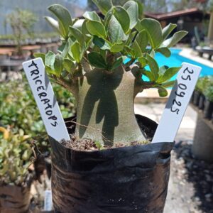 2509 25 Arabicum Triceraptor - F2 12 meses