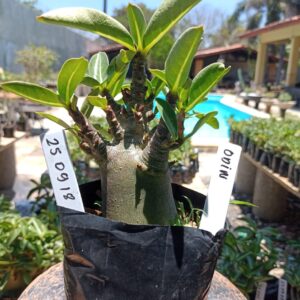 2509 18 Arabicum Odin - F2 12 meses