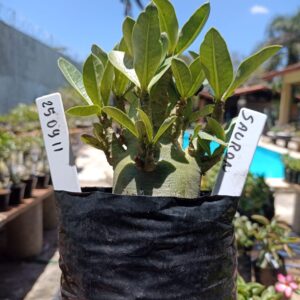 2509 11 Arabicum Sauro - F2 12 meses