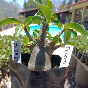 2509 26 Arabicum Dugatti - F2 12 meses