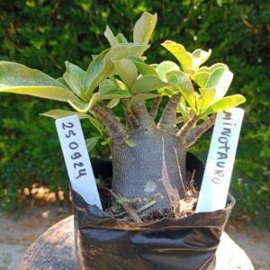 2509 24 Arabicum Minotauro - F2 12 meses