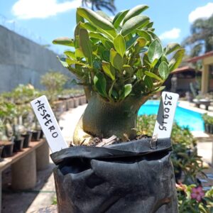 2509 15 Arabicum Hesfero - F2 12 meses