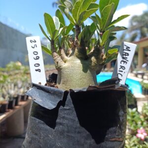 2509 08 Arabicum Maverick - F2 12 meses