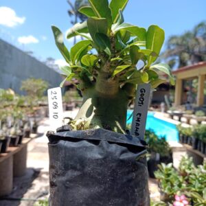 2509 10 Arabicum Godji Champ - F2 12 meses