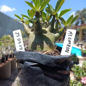 2509 09 Arabicum Megatron - F2 12 meses