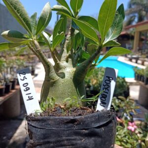 2509 14 Arabicum Poseidon - F2 12 meses