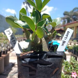 2509 06 Arabicum Godji Bnk - F2 12 meses