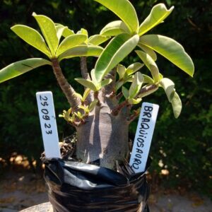 2509 23 Arabicum Braquiossauro - F2 12 meses