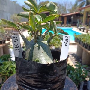 2509 21 Arabicum Onyx - F2 12 meses