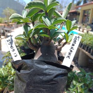 2509 17 Arabicum Tomahawk - F2 12 meses