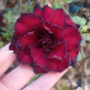 Pré Venda - Rosa do Deserto Black dragon