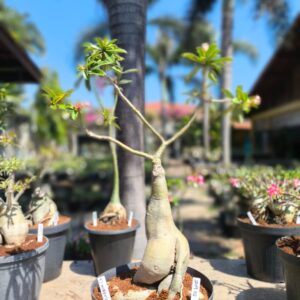 2809 02 Baobá ID Misterioso - Live