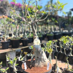 2909 05 Baobá Surprise