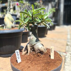 2909 07 Big Caudex Respect