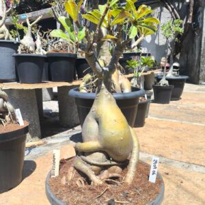 2909 06 Baobá Unparalleled