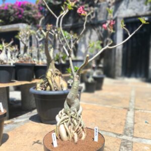 2909 07 Baobá Caudex Palafita Veneza