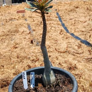 2909 09 Big Caudex Socotranum