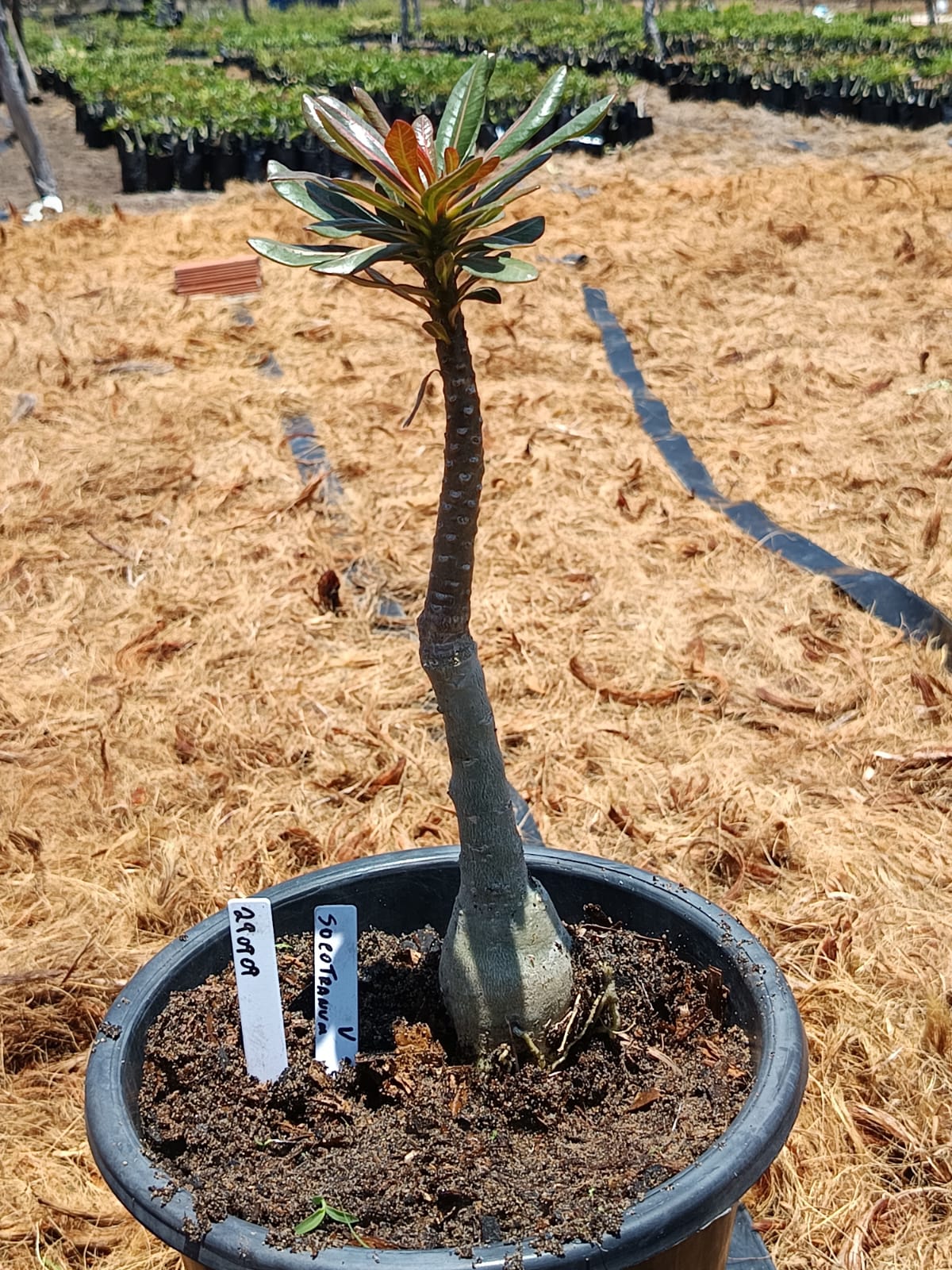 2909 09 Big Caudex Socotranum