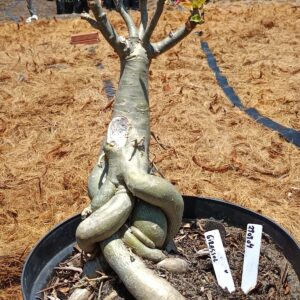 2909 04 Baobá Girassol Lançamento