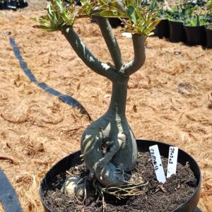 2909 01 Baobá Criptonita